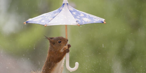 red squirrel holding a umbrella while it is raining