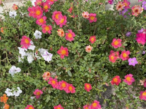 6F091A5C-3F23-46ED-97FC-42798CF34EDD